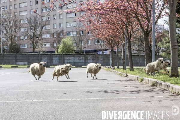 Nanterre, son Universite, ses Oies et...ses Moutons