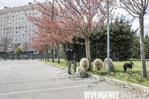 Nanterre, son Universite, ses Oies et...ses Moutons