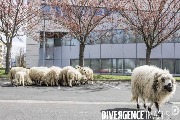 Nanterre, son Universite, ses Oies et...ses Moutons