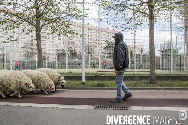 Nanterre, son Universite, ses Oies et...ses Moutons