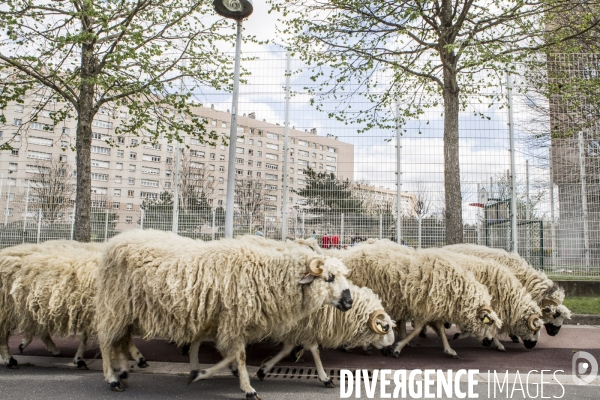 Nanterre, son Universite, ses Oies et...ses Moutons