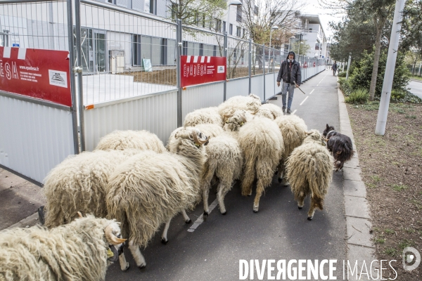 Nanterre, son Universite, ses Oies et...ses Moutons