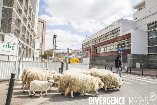 Nanterre, son Universite, ses Oies et...ses Moutons