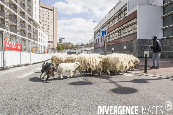 Nanterre, son Universite, ses Oies et...ses Moutons