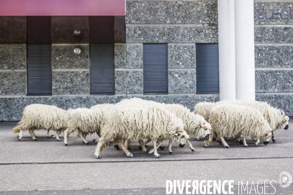 Nanterre, son Universite, ses Oies et...ses Moutons