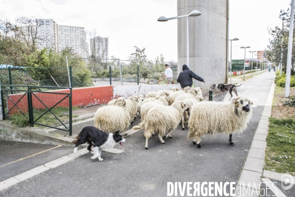 Nanterre, son Universite, ses Oies et...ses Moutons