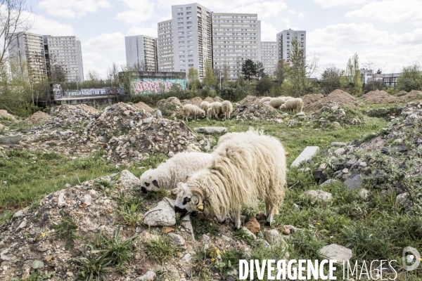 Nanterre, son Universite, ses Oies et...ses Moutons