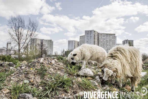 Nanterre, son Universite, ses Oies et...ses Moutons