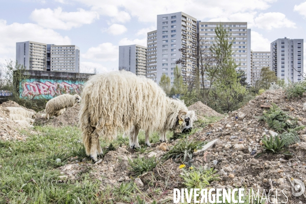 Nanterre, son Universite, ses Oies et...ses Moutons