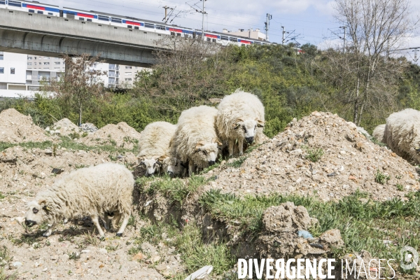 Nanterre, son Universite, ses Oies et...ses Moutons