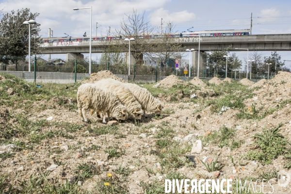 Nanterre, son Universite, ses Oies et...ses Moutons