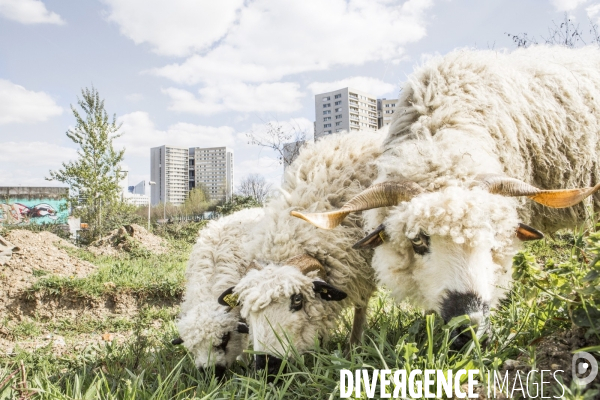Nanterre, son Universite, ses Oies et...ses Moutons