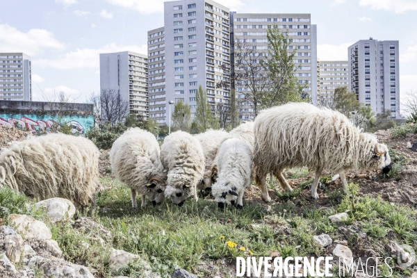Nanterre, son Universite, ses Oies et...ses Moutons
