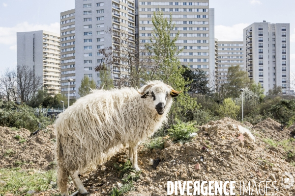 Nanterre, son Universite, ses Oies et...ses Moutons