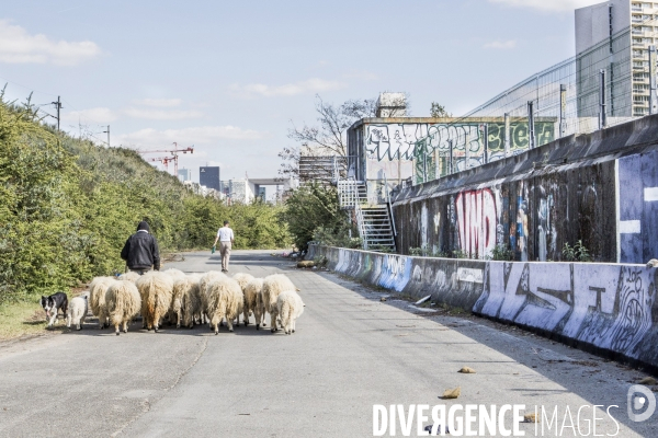 Nanterre, son Universite, ses Oies et...ses Moutons