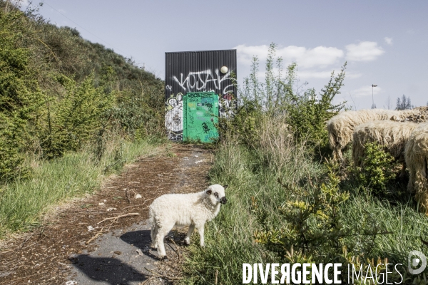 Nanterre, son Universite, ses Oies et...ses Moutons