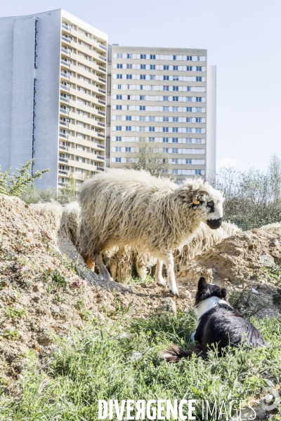 Nanterre, son Universite, ses Oies et...ses Moutons