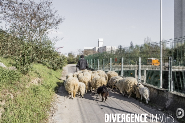 Nanterre, son Universite, ses Oies et...ses Moutons