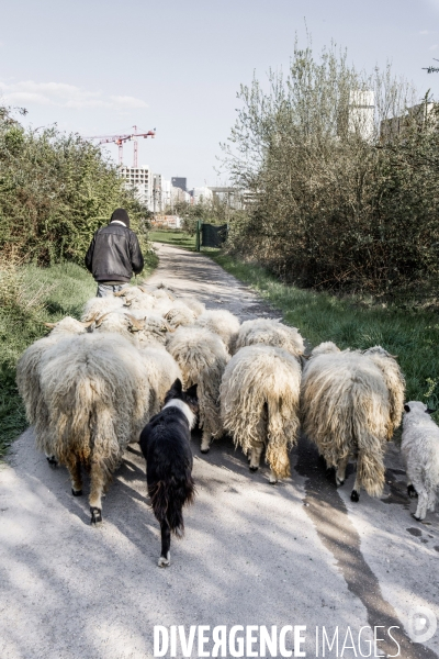 Nanterre, son Universite, ses Oies et...ses Moutons