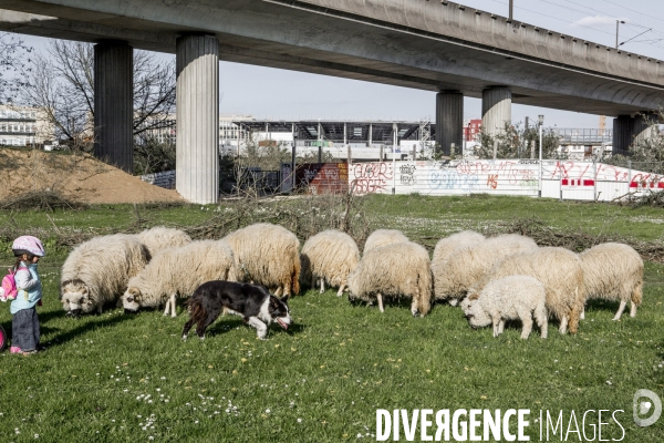 Nanterre, son Universite, ses Oies et...ses Moutons
