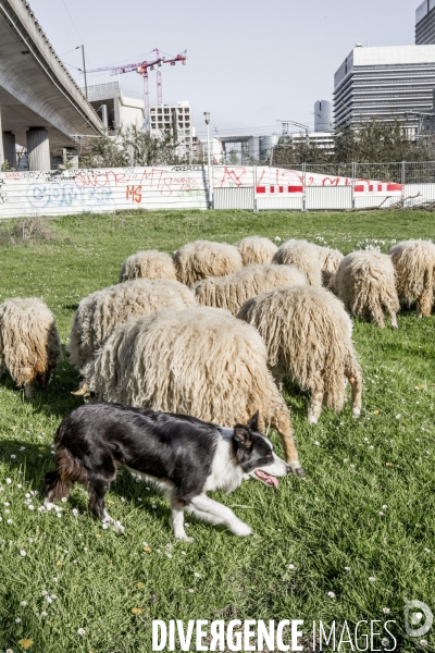 Nanterre, son Universite, ses Oies et...ses Moutons