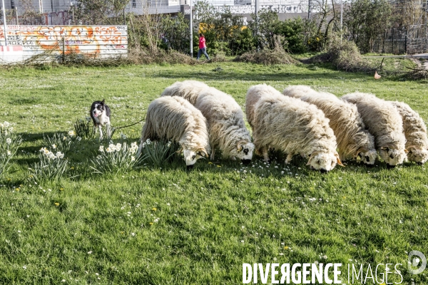 Nanterre, son Universite, ses Oies et...ses Moutons
