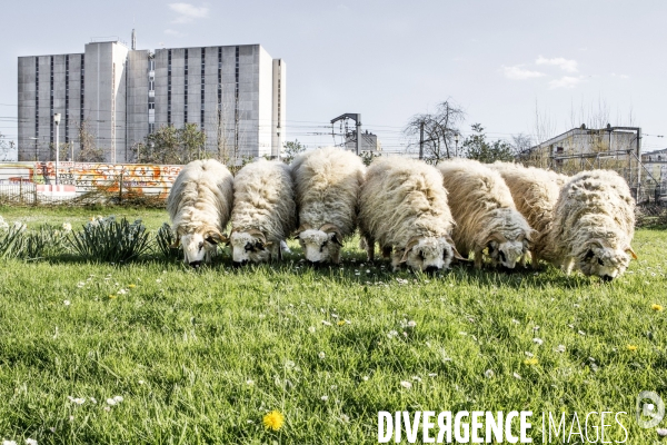 Nanterre, son Universite, ses Oies et...ses Moutons