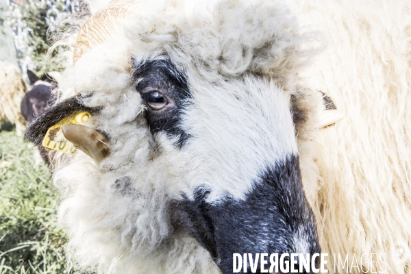 Nanterre, son Universite, ses Oies et...ses Moutons