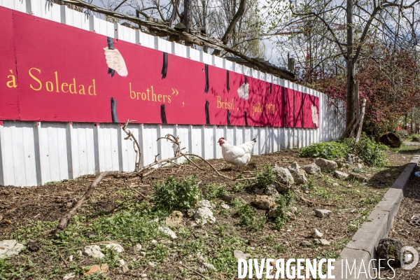 Nanterre, son Universite, ses Oies et...ses Moutons