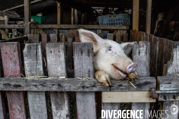 Nanterre, son Universite, ses Oies et...ses Moutons