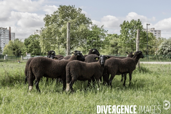 Jour de Tonte des Moutons de Bergers Urbains