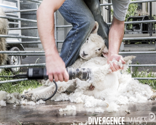 Jour de Tonte des Moutons de Bergers Urbains