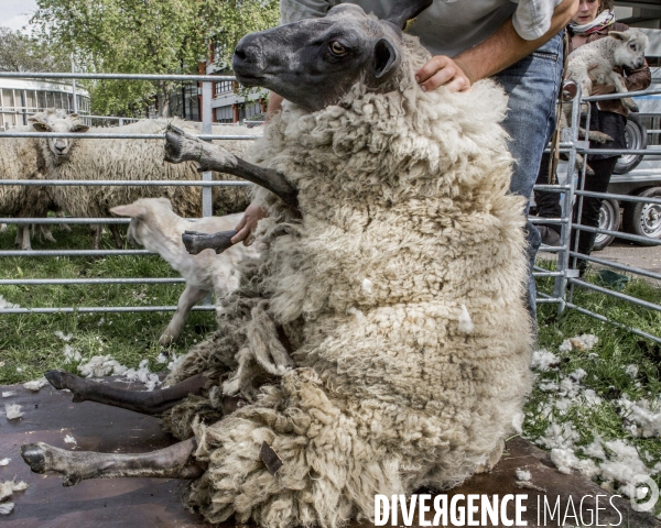 Jour de Tonte des Moutons de Bergers Urbains