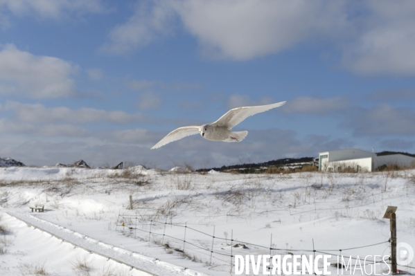 Un hiver à Saint-Pierre et Miquelon