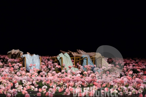 Nelken  / Pina Bausch - Tanztheater Wuppertal