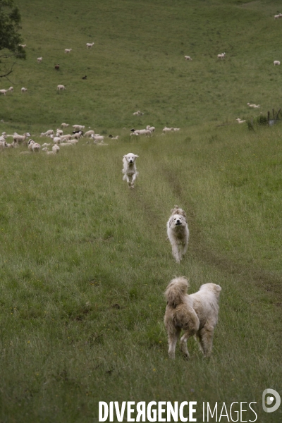 La Pastorale Pyrénéenne