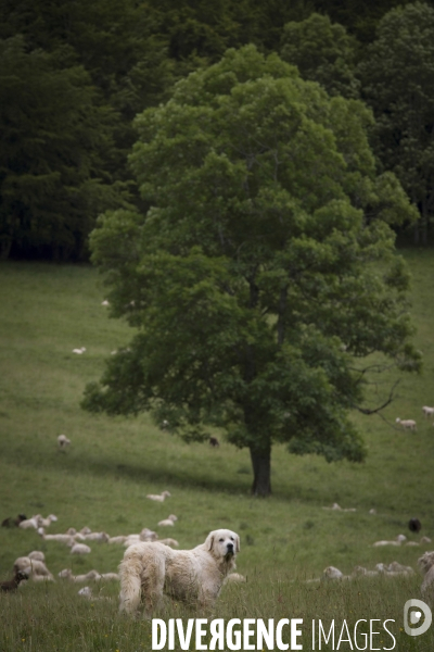 La Pastorale Pyrénéenne