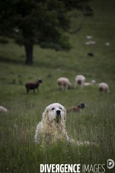 La Pastorale Pyrénéenne