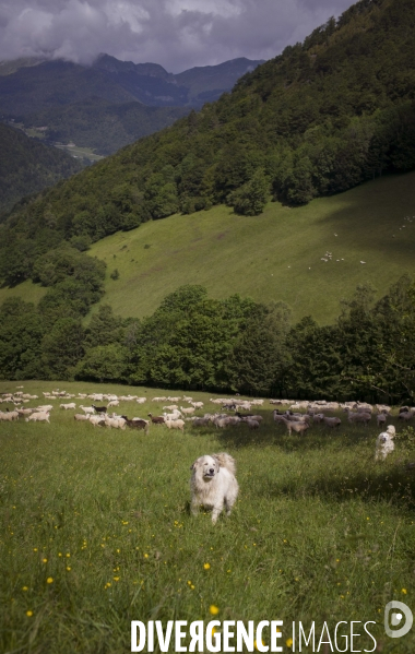 La Pastorale Pyrénéenne