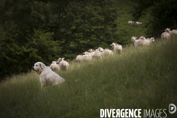 La Pastorale Pyrénéenne