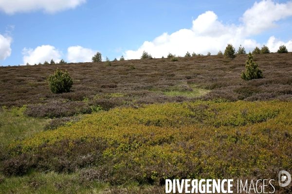 Parc National des Cévennes