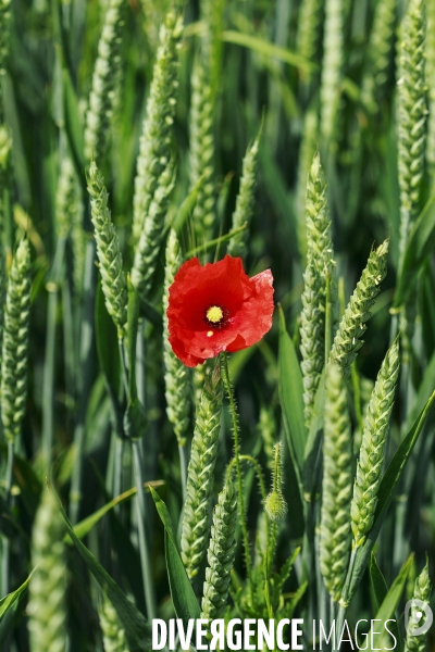 Coquelicots, champs de blé et autres fleurs.