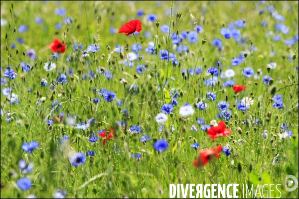 Coquelicots, champs de blé et autres fleurs.