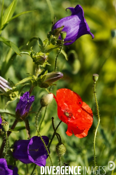 Coquelicots, champs de blé et autres fleurs.