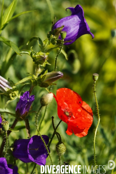 Coquelicots, champs de blé et autres fleurs.