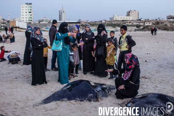 Vie quotidienne à Gaza