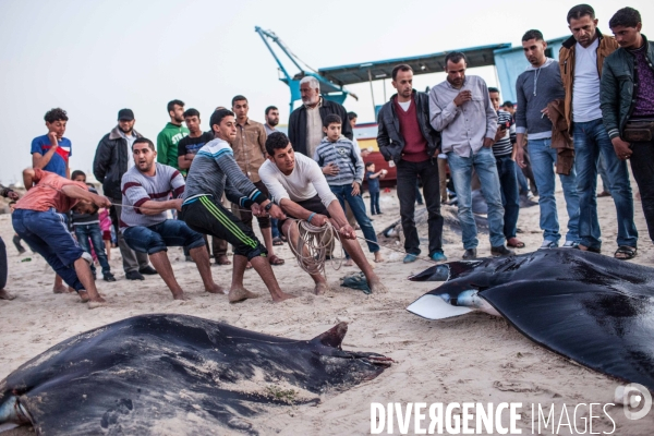 Vie quotidienne à Gaza
