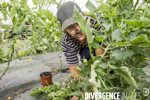 Nouveaux Paysans Bio #2 BioMan & ses Legumes