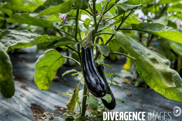Nouveaux Paysans Bio #2 BioMan & ses Legumes