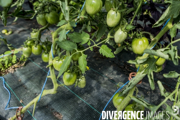 Nouveaux Paysans Bio #2 BioMan & ses Legumes